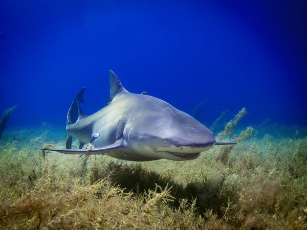 Quels sont les meilleurs spots pour la plongée avec les requins-marteaux aux Bahamas ?