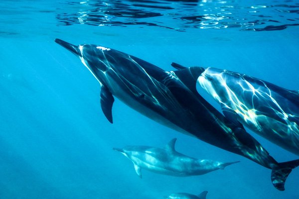 Quels sont les meilleurs spots pour observer les baleines en Afrique du Sud ?
